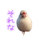 文鳥のふーちゃん(実写版)（個別スタンプ：12）