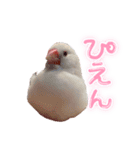 文鳥のふーちゃん(実写版)（個別スタンプ：13）