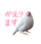 文鳥のふーちゃん(実写版)（個別スタンプ：17）