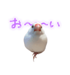 文鳥のふーちゃん(実写版)（個別スタンプ：20）