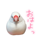 文鳥のふーちゃん(実写版)（個別スタンプ：23）