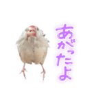 文鳥のふーちゃん(実写版)（個別スタンプ：26）