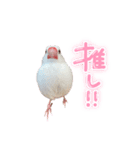 文鳥のふーちゃん(実写版)（個別スタンプ：29）