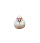 文鳥のふーちゃん(実写版)（個別スタンプ：36）