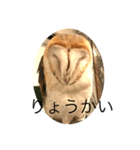 メンフクロウの独り言（個別スタンプ：10）