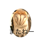 メンフクロウの独り言（個別スタンプ：22）