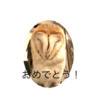 メンフクロウの独り言（個別スタンプ：25）