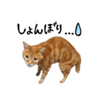hknの日常2(文字あり)（個別スタンプ：34）