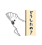 動く♪タイハクオウム（個別スタンプ：13）