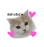 無表情ねこ たま（個別スタンプ：1）