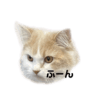 無表情ねこ たま（個別スタンプ：2）