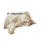 無表情ねこ たま（個別スタンプ：3）