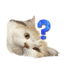無表情ねこ たま（個別スタンプ：4）
