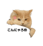 無表情ねこ たま（個別スタンプ：5）
