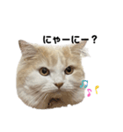 無表情ねこ たま（個別スタンプ：7）