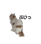 無表情ねこ たま（個別スタンプ：9）