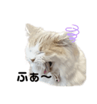 無表情ねこ たま（個別スタンプ：10）