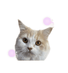 無表情ねこ たま（個別スタンプ：11）