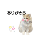 無表情ねこ たま（個別スタンプ：12）
