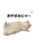 無表情ねこ たま（個別スタンプ：14）