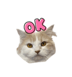 無表情ねこ たま（個別スタンプ：15）