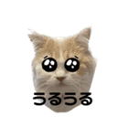 無表情ねこ たま（個別スタンプ：16）