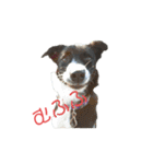 ボーダーコリーとMIX犬のスタンプ（個別スタンプ：1）