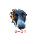 ボーダーコリーとMIX犬のスタンプ（個別スタンプ：3）