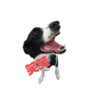 ボーダーコリーとMIX犬のスタンプ（個別スタンプ：4）