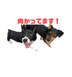 ボーダーコリーとMIX犬のスタンプ（個別スタンプ：5）