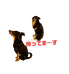 ボーダーコリーとMIX犬のスタンプ（個別スタンプ：6）