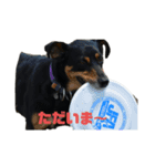 ボーダーコリーとMIX犬のスタンプ（個別スタンプ：8）