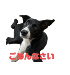 ボーダーコリーとMIX犬のスタンプ（個別スタンプ：9）