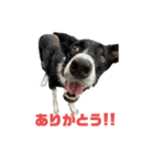 ボーダーコリーとMIX犬のスタンプ（個別スタンプ：10）
