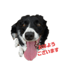 ボーダーコリーとMIX犬のスタンプ（個別スタンプ：12）