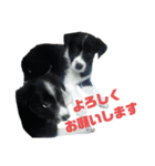 ボーダーコリーとMIX犬のスタンプ（個別スタンプ：13）