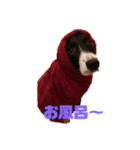 ボーダーコリーとMIX犬のスタンプ（個別スタンプ：15）