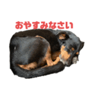 ボーダーコリーとMIX犬のスタンプ（個別スタンプ：16）