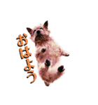 ニコサンコニー（個別スタンプ：1）
