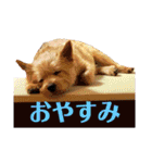 ニコサンコニー（個別スタンプ：4）
