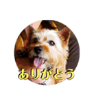 ニコサンコニー（個別スタンプ：5）