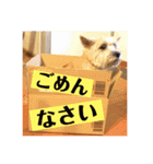 ニコサンコニー（個別スタンプ：6）