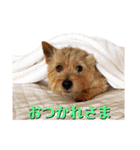 ニコサンコニー（個別スタンプ：8）