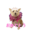 ニコサンコニー（個別スタンプ：10）