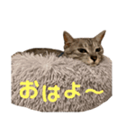 よしだ家のにゃんこたち3（個別スタンプ：1）