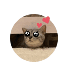 よしだ家のにゃんこたち3（個別スタンプ：4）