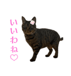 よしだ家のにゃんこたち3（個別スタンプ：5）