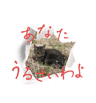 よしだ家のにゃんこたち3（個別スタンプ：7）