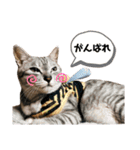 よしだ家のにゃんこたち3（個別スタンプ：10）