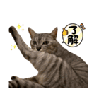 よしだ家のにゃんこたち3（個別スタンプ：12）